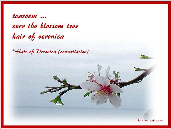'tearoom... / over the blossom tree / hair of veronica' by Tsanka Shishkova