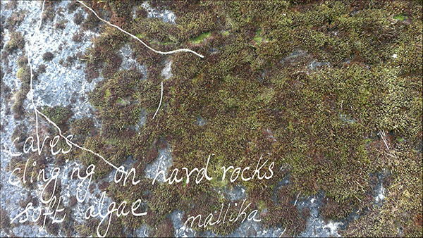 'caves / clinging on hard rocks / soft algae' by Mallika Chari