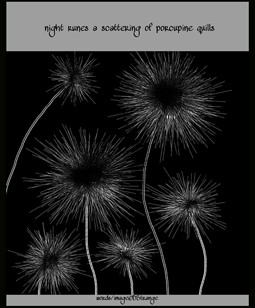'night runes a scattering of porcupine quills' by Debbie Strange. haiku first published in Otatu 36 Dec 2018