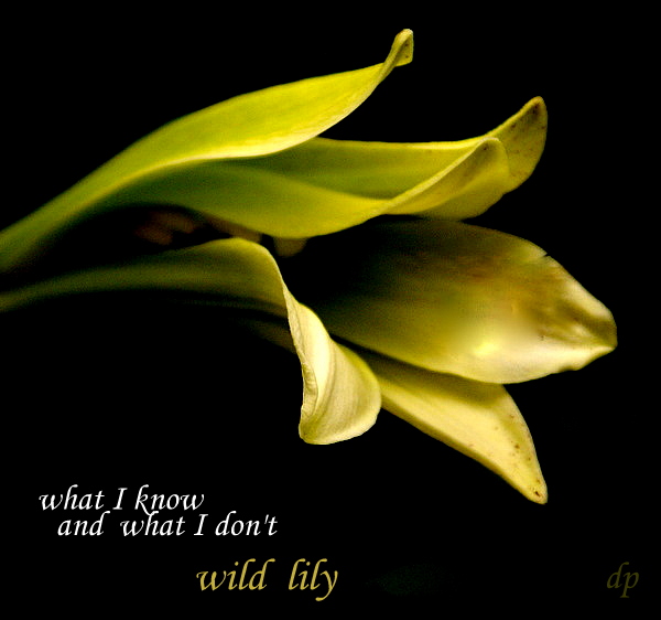 'what I know / and what I don't / wild lily' by Dorota Pyra.