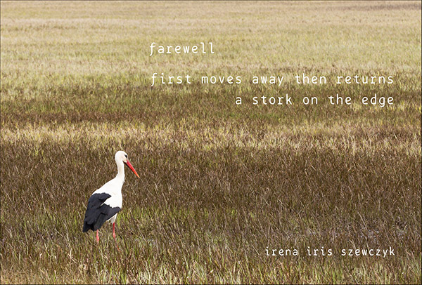 'Farewell / first moves away then returns /  a stork on the edge' by Irena Szewczyk.  Haiku Merit award in Polish National Haiku Contest "cherries and willows, 2019
