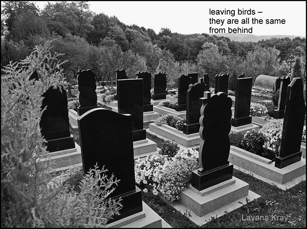 'leaving birds— / they are all the same / from behind' by Lavana Kray