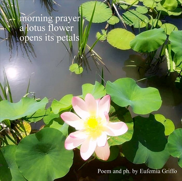 'morning prayer / a lotus flower / opens its petals' by Eufemia Griffo