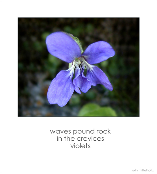 'waves pound rock / in the crevices / violets' by Ruth Mittelholtz.