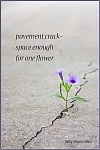 'pavement crack— / space enough  / for one flower' by Kathy Cotton