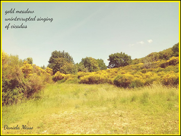 'gold meadow / uninterupted singing / of cicadas' by Daniela Misso