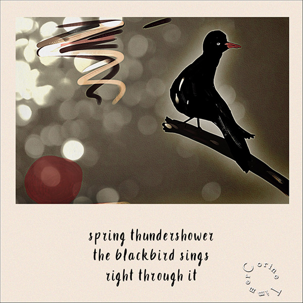 'spring thunderstorms / the blackbird sings / right through it' by Corine Timmer