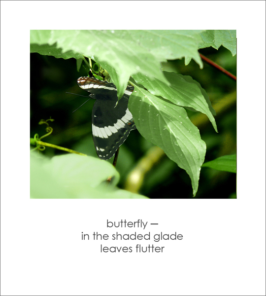 "butterfly / in the shaded glade / leaves flutter' by Ruth Mittelholtz