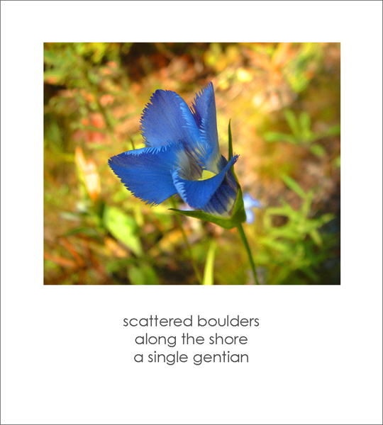"scattered boulders / along the shore / a single gentian' by Ruth Mittelholtz