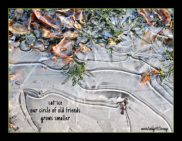 'cat-ice / our circle of friends / grow smaler' by Debbie Strange.  Haiku first published in Modern Haiku 51.1 Winter-Spring 2020