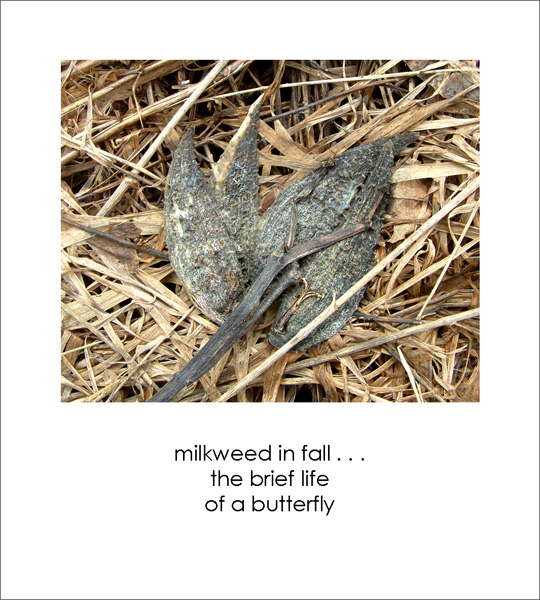 'milkweed in fall... / the brief life / of a butterfly' by Ruth Mittelholtz