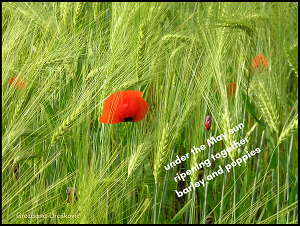 'under the May sun / ripening together / barley and poppies' by Grozdana Draskovic