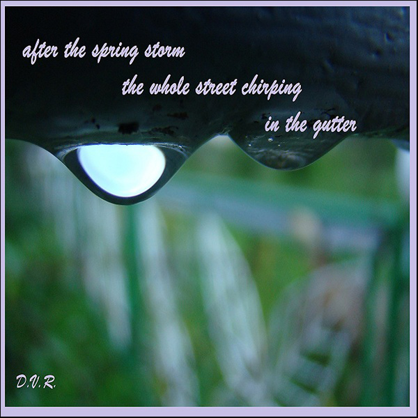 'after the spring storm / the whole street chirping / in the gutter' by Djurdja Rozic