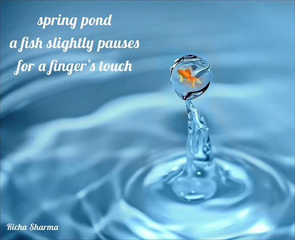 'spring pond /a fish slightly pauses / for a finger's touch" by Richa Sharma. Haiku first published in Nick Virgilio Haiku in Action Gallery. March 2021