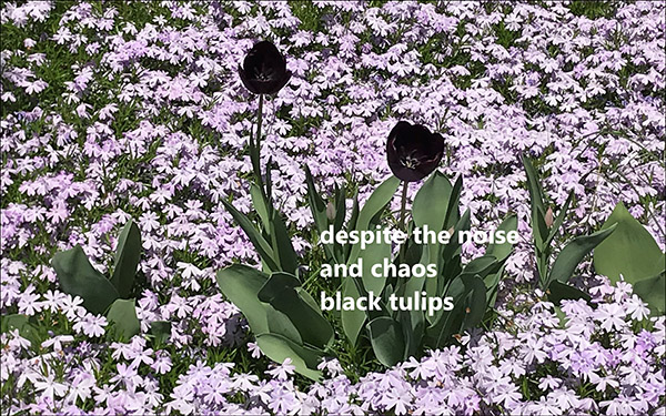 'despite the noise / and chaos / black tulips' by Meik Blottenberger