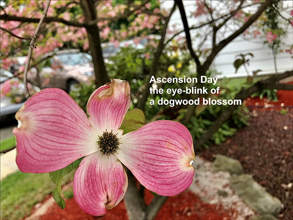 'Ascension Day / the eye-blink of / a dogwood blossom' by Meik Blottenberger