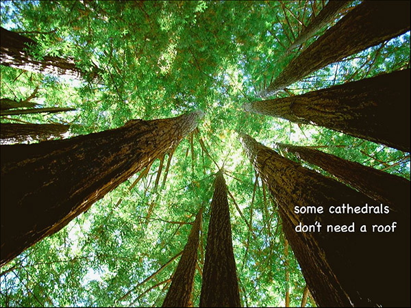 'some cathedrals / don't need a roof" by Dan Campbell