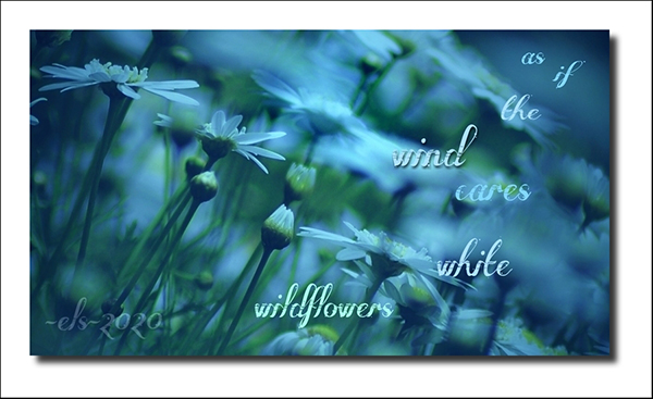 'as if the wind cares / white wildflowers' by Elisa Theriana