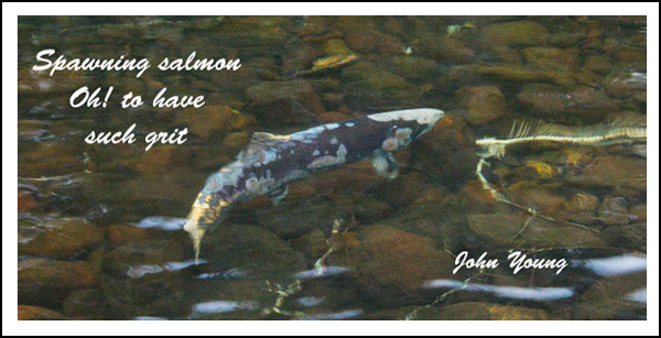 'spawning salmon / Oh! to have / such grit' by John Young