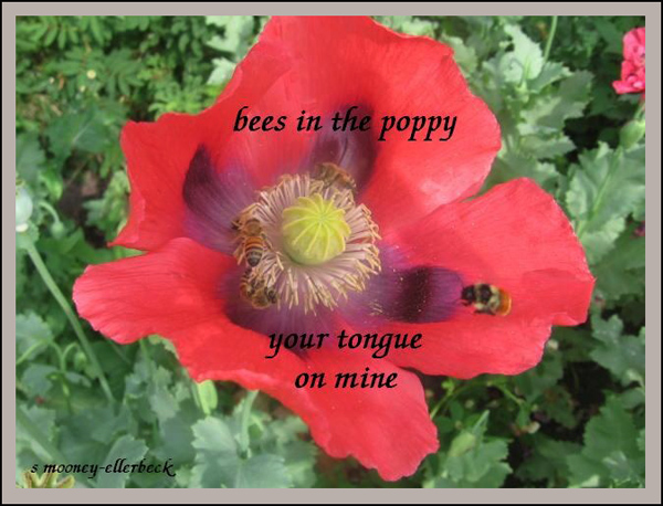 'bees in the poppy / your tongue / on mine' by Sandra Mooney-Ellerbeck