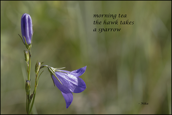 'morning tea / the hawk takes / a sparrow' by Nika