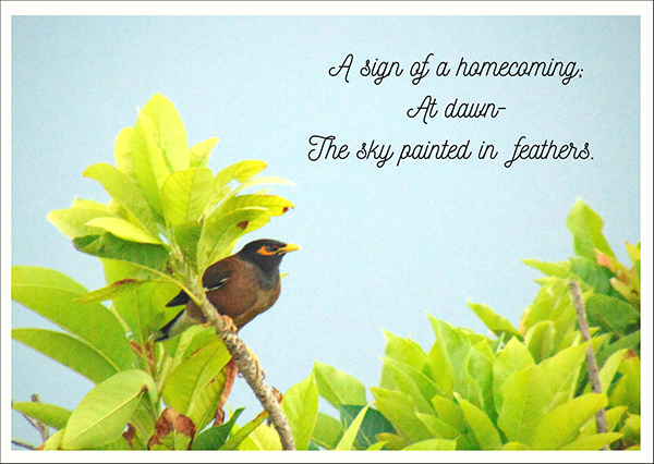 "a sign of a homecoming / at dawn— / the sky paited in feathers' by Shilpa Bharti (Rose)