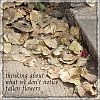 'thinking about / what we don't notice / fallen flowers' by Rohini Gupta