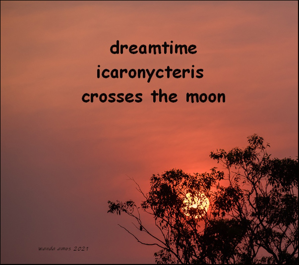 'dreamtime / icaronycteris / crosses the moon" by Wanda Amos