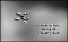"a water strider / looking at / a waterstrider' by Wanda Amos