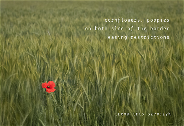 'cornflowers, poppies  / on both sides of the border / easing restrictions' by irena Szewczyk
