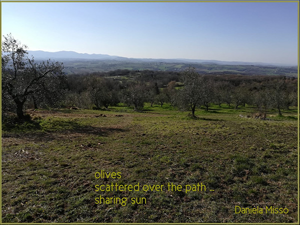 'olives / scattered over the path... / sharing sun' by Daniela Misso.   Haiku first published in The Poetry Pea Journal; Autumn 2020.
