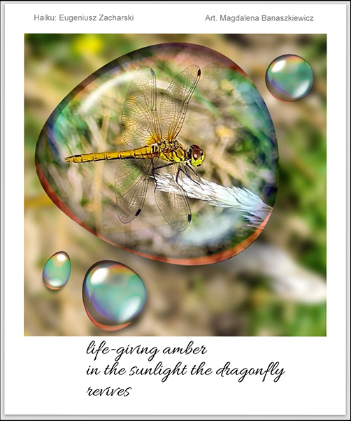 'life-giving amber/ in the sunlight the dragonfly / revives' by Eugeniusz. Art by Magdelena Banaszkiewkz