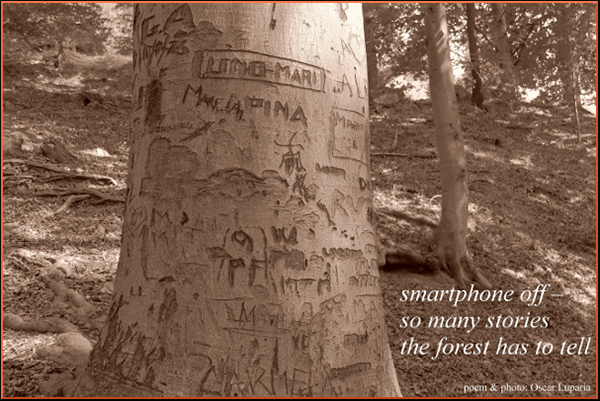 'smartphone offf / so many stories / the forest has to tell' by Oscar Luparia