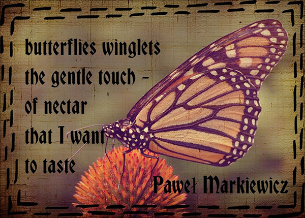 'butterflies winglets / the gentle touch— / of nectar / that I want  / to taste' by Pawel Markiewicz