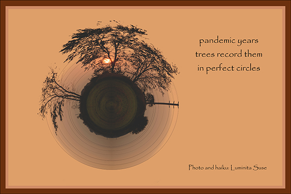 'pandemic years / trees record them / in perfect circles.  by Luminata Suse.
