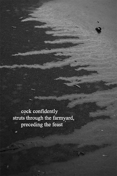 'cock confidently / struts through the farmyard / preceding the feast' by Jerome Berglund