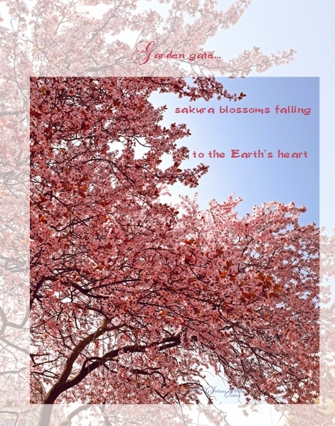 'garden gate / sakura blossoms falling / to the Earth's heat' by Steliana Voicu