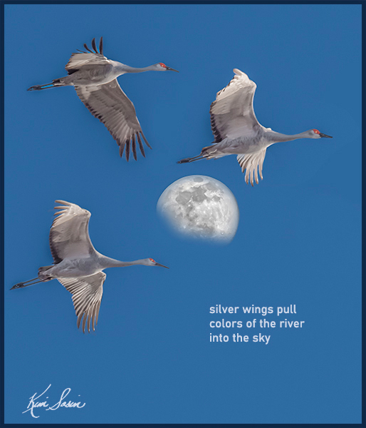'silver wings pull / colors of the river / into the sky' by Kim Sosin