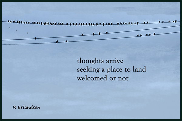 'thoughts arrive / seeking a place to land / welcomed or not' by Robert Erlandson