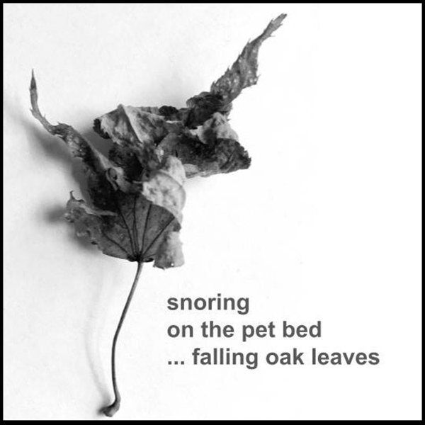 'snoring / on the pet bed / ...falling oak leaves' by BA France