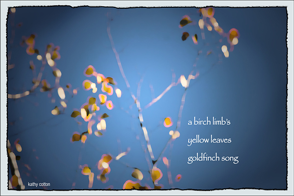 'a birch limb's / yellow leaves / goldfinch song' by Kathy Cotton