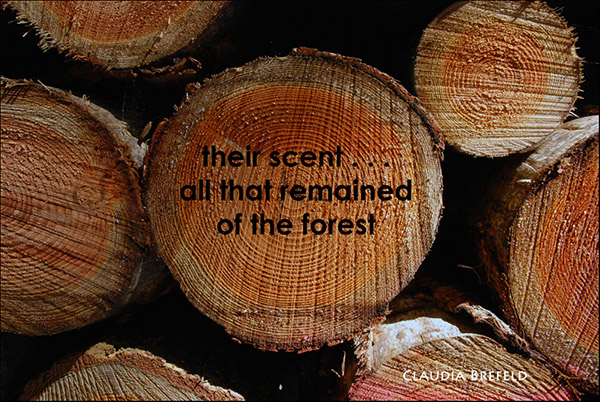 'their scent... / all that remained / of the forest' by Claudia Brefeld