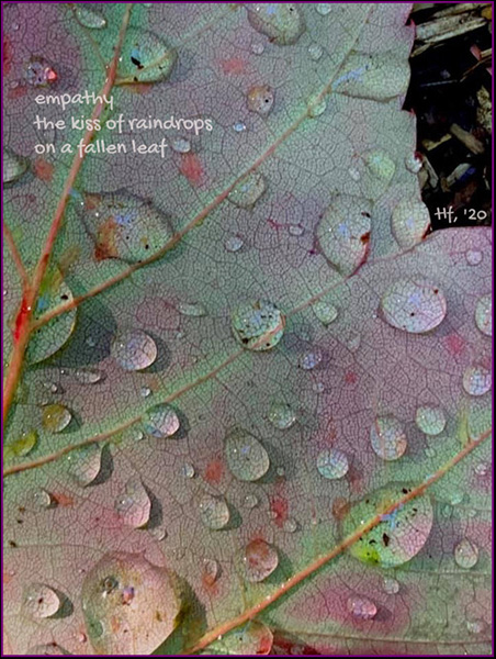 'empathy / the kiss of raindrops/ on a fallen leaf' by Terri French