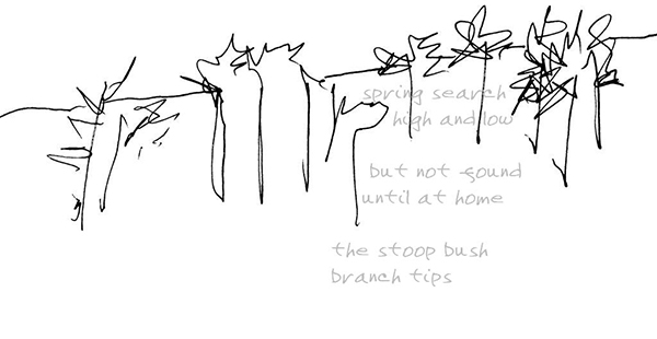 'spring season / high and low / but not found / until at home / the stoop bush / branch tips' by John Vieira