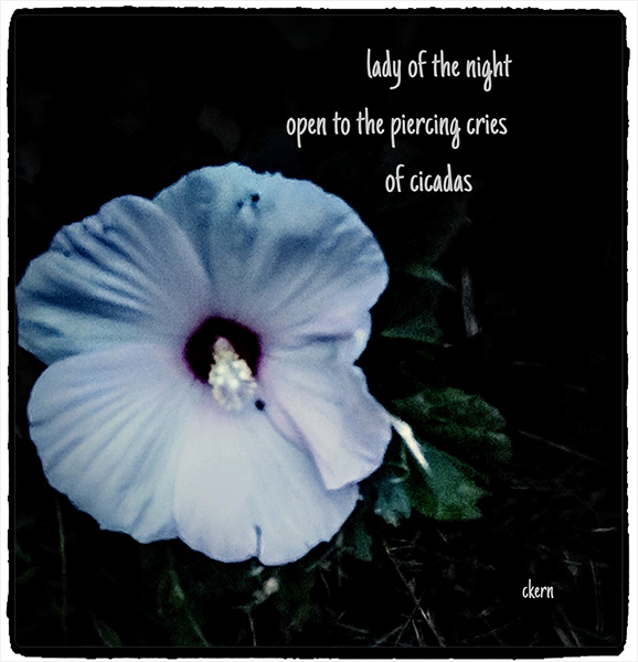 'lady of the night / open to the piercing cries / of cicadas' by Colette Kern