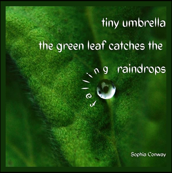 'tiny umbrella / the green leaf catches the / falling raindrops' by Sophia Conway