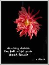 'dancing dahlia / the fall night park/ blood flower' by William Vlaach