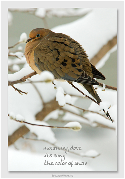 'mourning dove / its song / the color of snow' by Marjorie Buettner. Art by Michael Wetteland.