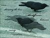 'crow dancing the line / the difference between / seeing and seer' by Sydney Lancaster.
