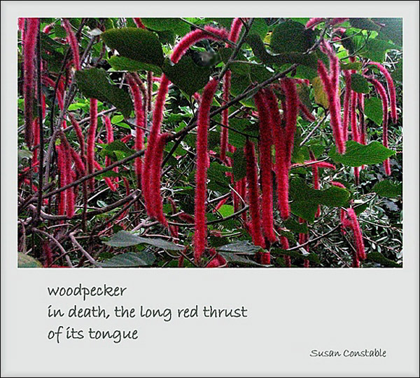 'woodpecker / in death, the long red thrust / of its tongue' by Susan Constable. Haiku first published in Presence, #39, 2009.